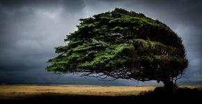 Arbre né au vent