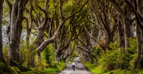 Dark Hedges