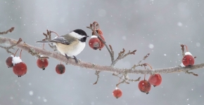 Les fruits de l'hiver