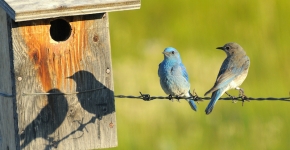 Mountain blue birds ( Alberta )