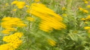 Jaune lent