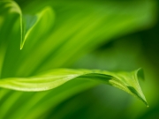 Tout de vert vêtu
