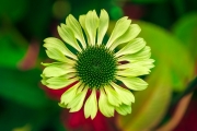 Une fleur verte
