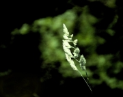 Brin d’herbe