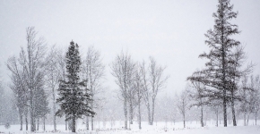 Saupoudré de blanc