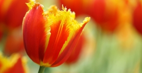 Belle du printemps