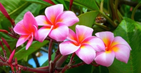 Frangipanier (Tahiti)